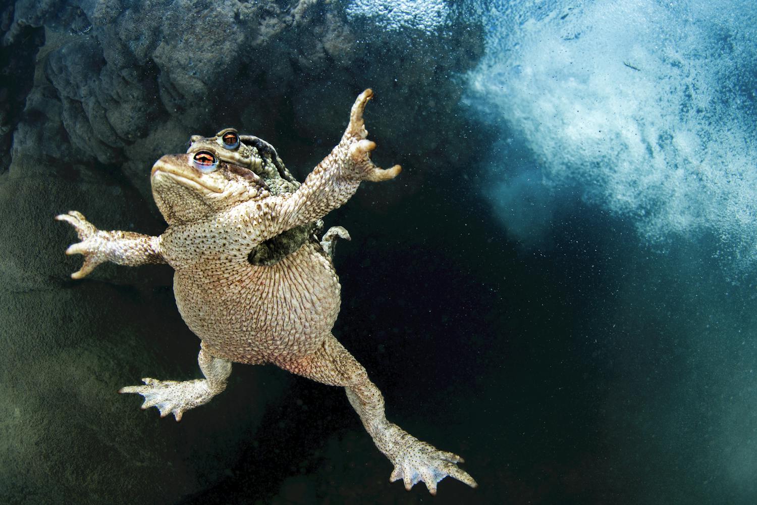 foulquie amplexus
